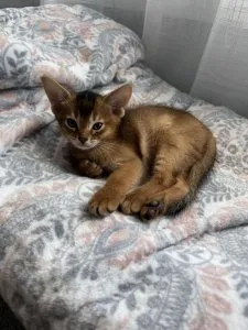 Abyssinian Kitten