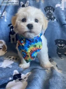 Havanese puppies