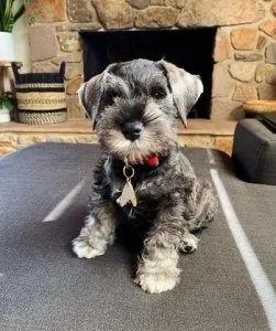 Miniature Schnauzer Puppy for Sale in USA and Canada