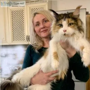 Hakim ? male maine coon kitten