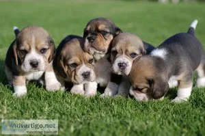 Registered Beagle Puppies