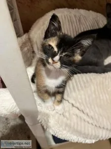 Gorgeous pair of little kittens