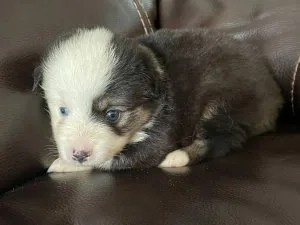 aussiedoodle  puppies for rehoming
