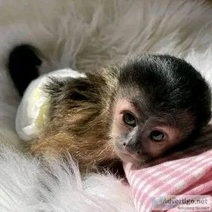 Monkeys for sale needs a nice home asap