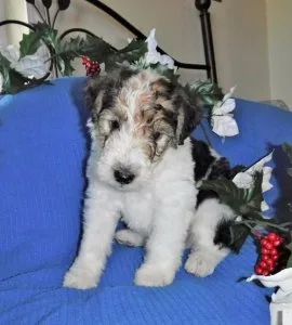 fox terrier puppies