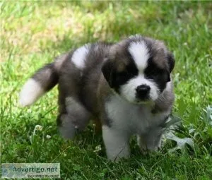 san bernard puppies