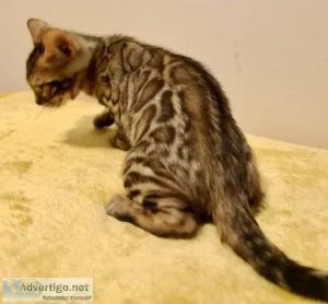 Bengal Kittens