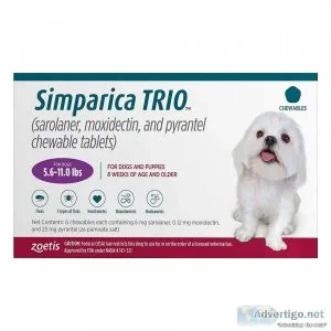Havanese Puppies