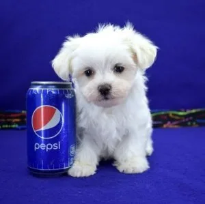 Registered Maltese Pupplies