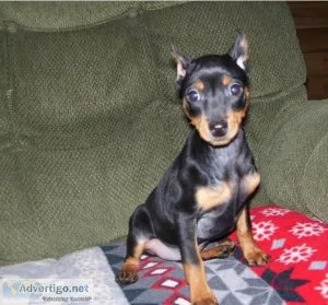 miniature pinscher puppies