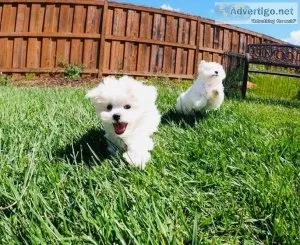 Maltese puppies