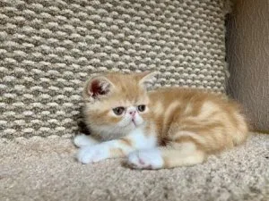 Sweet Exotic shorthair