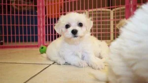 Bichon frise Puppies