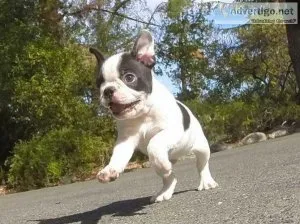 Boston Terrier Puppy