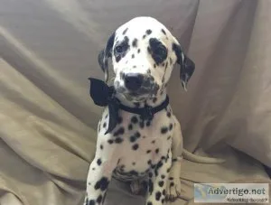 Dalmatian Puppies