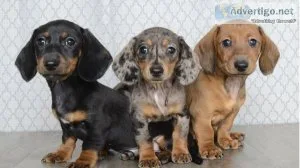 CKC Miniature Dachshunds