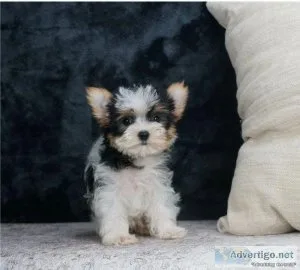 yorkshire terrier puppies