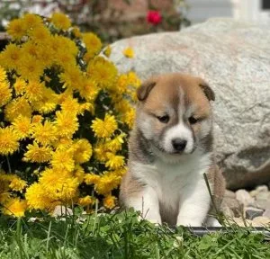Shiba inu Puppies