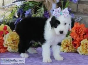 olde english sheepdog