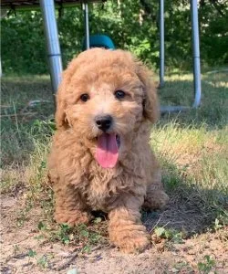 Toy Poodle puppies