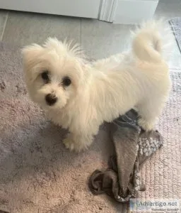 Coton de Tulear Puppies