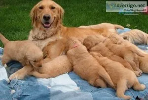 AKC Golden Retriever Puppies