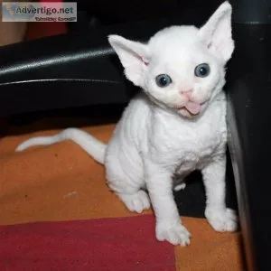 Devon rex