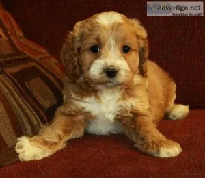Cockapoo puppies