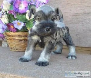miniature schnauzer puppies
