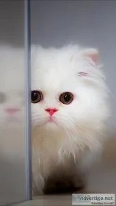 Persian Cat Price in Agra