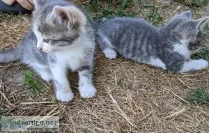 American shorthair Kittens