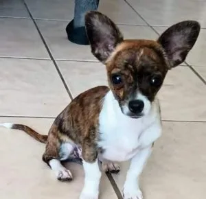 Beautiful Chihuahua