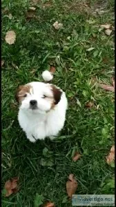 Lhasa apso pups