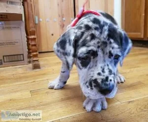 Great dane puppies