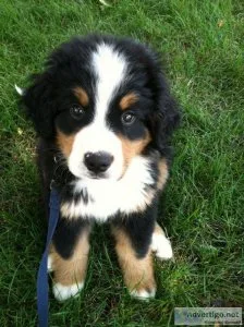 Bernese Mountain Puppies