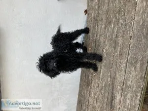 All black GoldenDoodle pup