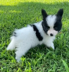 papillon puppies