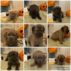 Cane corso puppies