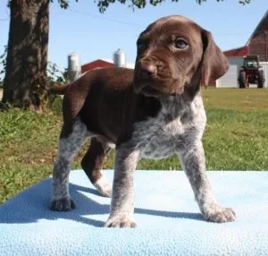 german shorthaired pointer