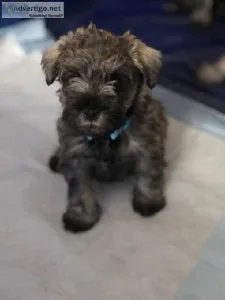 Miniature Schnauzer Puppies
