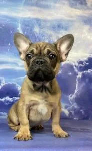 Gage Male AKC French Bulldog