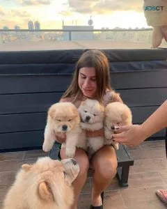 Ckc Registered Chow Chow