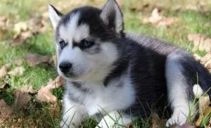 siberian husky puppies