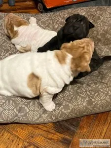 Shar pei
