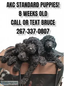 Standard Poodle Puppies