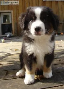 Pure bred Australian shepherds