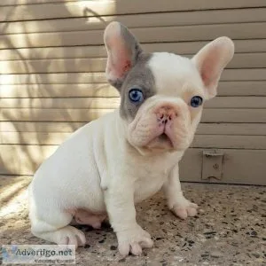 French Bulldog Puppies 2000
