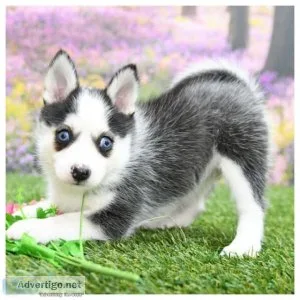 Pomskies for rehoming