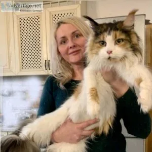 Hakim &ndash Male Maine Coon Kitten