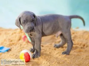 AKC Great Dane Puppy for sale
